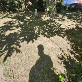 Leaf Removal by DON GENO'S L.L.C reviewed on April 27, 2022