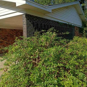 Bush Trimming by E-MACULATE LAWN  CARE LLC reviewed on May 12, 2025