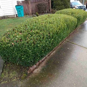 Bush Trimming by Minnesota quality cut lawn service LLC reviewed on June 18, 2022