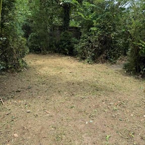 Bush Trimming by Plants of paradise reviewed on July 30, 2022