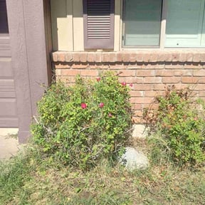 Bush Trimming by chameleon lawn care reviewed on June 15, 2022