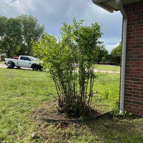 Bush Trimming by Swamp creek reviewed on April 15, 2025
