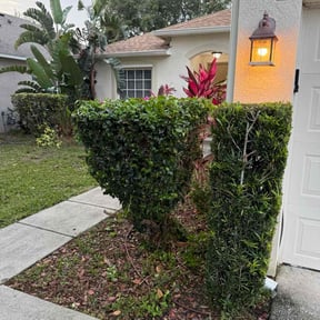 Bush Trimming by MB lawn care reviewed on September 15, 2020
