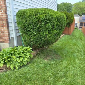 Bush Trimming by Land and Lawn Care reviewed on June 1, 2025