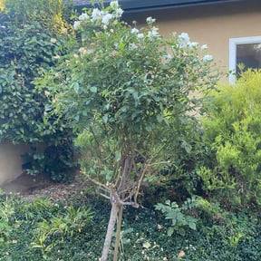Bush Trimming by Christian Brothers Maintenance reviewed on May 3, 2025