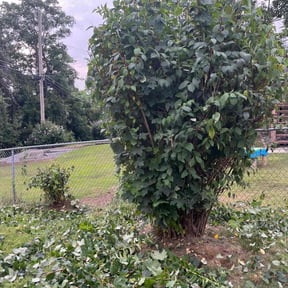 Weeding by Fully Loaded LLC reviewed on July 5, 2025
