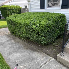 Bush Trimming by JR. landscaping services reviewed on April 18, 2022