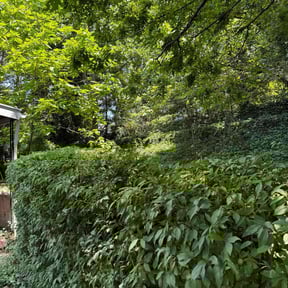 Bush Trimming by Eco Landscape & Design reviewed on June 29, 2025