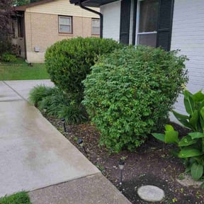 Bush Trimming by Andasol Landscaping reviewed on July 7, 2025
