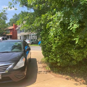 Bush Trimming by L&m llc reviewed on March 13, 2025