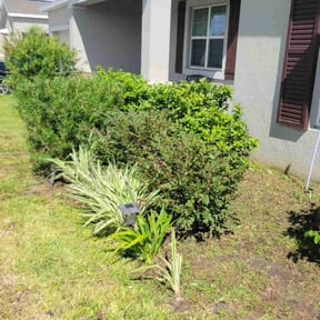 Bush Trimming by BBCNP Services reviewed on January 15, 2025