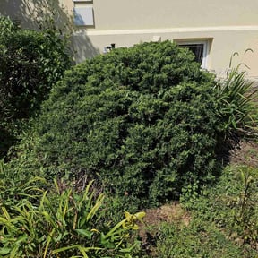 Bush Trimming by Jay Jay & W Landscaping, LLC reviewed on October 23, 2022