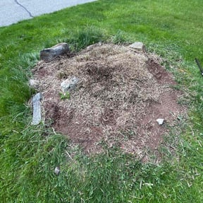 Cleanups by Lawngevity Landscape and Maintenance reviewed on July 8, 2019