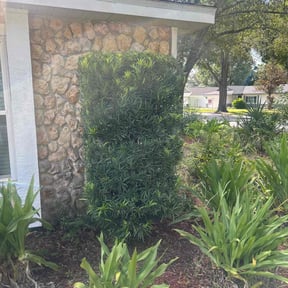 Bush Trimming by Willie Lawn Care and More LLC reviewed on October 5, 2024