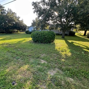 Bush Trimming by GreenLand Landscaping LLC reviewed on January 25, 2022