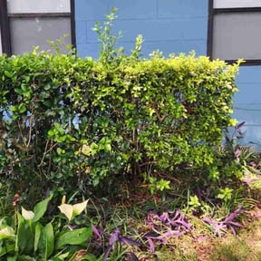 Weeding by Mcdonald Home Services reviewed on July 10, 2022