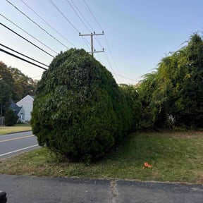 Bush Trimming by To The Max reviewed on March 13, 2022
