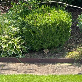 Flower Bed Weeding by Joseph's Tree removal & Lawncare reviewed on September 4, 2020