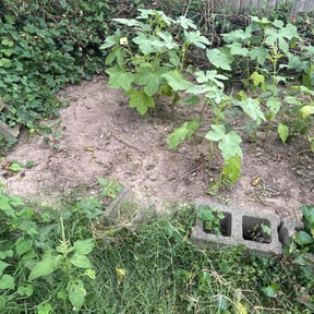 Leaf Removal by FRL Landscaping reviewed on October 24, 2024