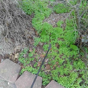 Weeding by Yeti-Yards reviewed on June 1, 2022