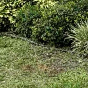 Lawn Seeding by S. Hayes lawn Maintenance reviewed on December 29, 2021