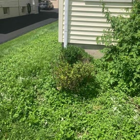 Bush Trimming by RJ's Lawn Care reviewed on July 28, 2022
