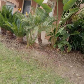 Bush Trimming by Hernandez Landscaping reviewed on January 28, 2025