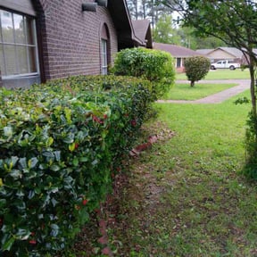 Bush Trimming by Vanlandingham Lawn Care & Services reviewed on April 12, 2022