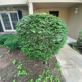Bush Trimming by Lagger Properties reviewed on October 10, 2022