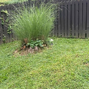Bush Trimming by Mills Landscaping reviewed on June 9, 2022