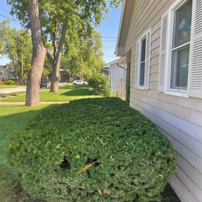Bush Trimming by Lawn Busters LLC reviewed on November 11, 2024