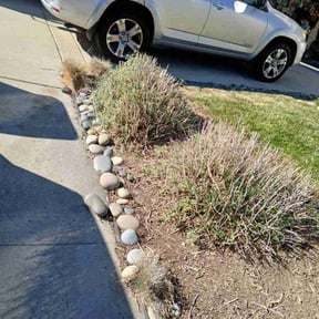 Bush Trimming by Poor Boy Grounds Management reviewed on May 29, 2020