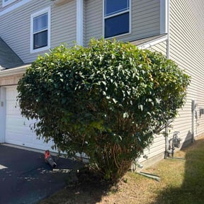 Bush Trimming by Marvin&#039;s Services LLC reviewed on July 28, 2022