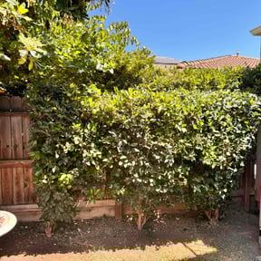 Bush Trimming by Emerald Green Property Management LLC reviewed on July 5, 2022