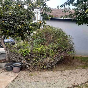 Bush Trimming by Sbm reviewed on June 3, 2025