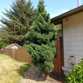 Bush Trimming by A-Z Land Care reviewed on July 30, 2025