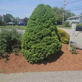 Bush Trimming by GRASS MASTERS LAWN SERVICE reviewed on June 9, 2022