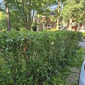 Bush Trimming by Tjs Luxury Lawnservice reviewed on May 17, 2022