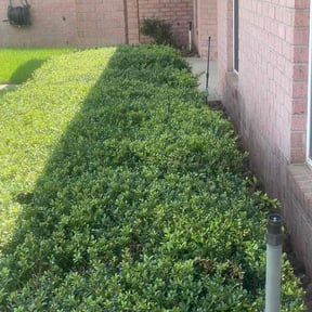 Bush Trimming by Gaston S Lawn Care reviewed on July 7, 2025