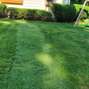 Bush Trimming by Marvin Cares reviewed on July 28, 2022