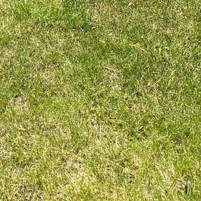 Bush Trimming by The Manicured Lawn LLC reviewed on August 12, 2024