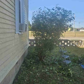 Bush Trimming by LSLTDallas/FortWorthTruGreen reviewed on June 11, 2025