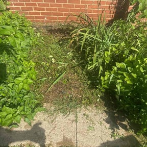 Weeding by Nelson’s quick clean reviewed on May 31, 2022