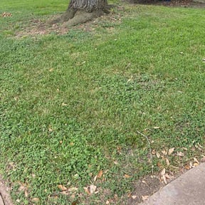 Cleanups by LuChi Landscaping reviewed on May 31, 2022