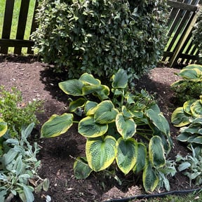 Flower Bed Weeding by RW Property Solutions reviewed on July 1, 2025