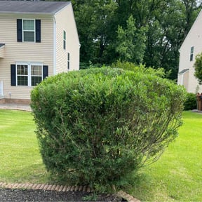 Bush Trimming by Keep It Cut Lawn Services reviewed on March 25, 2025