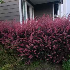 Bush Trimming by T&A lawn care reviewed on December 11, 2024