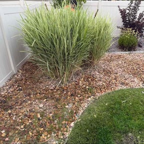 Weeding by Pearcy and Sons Contracting reviewed on June 20, 2024