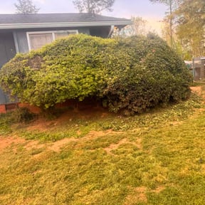 Bush Trimming by Will's Sharp Edge Cutz reviewed on July 16, 2022