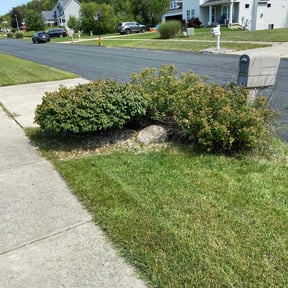 Bush Trimming by Lime Tails reviewed on July 6, 2022